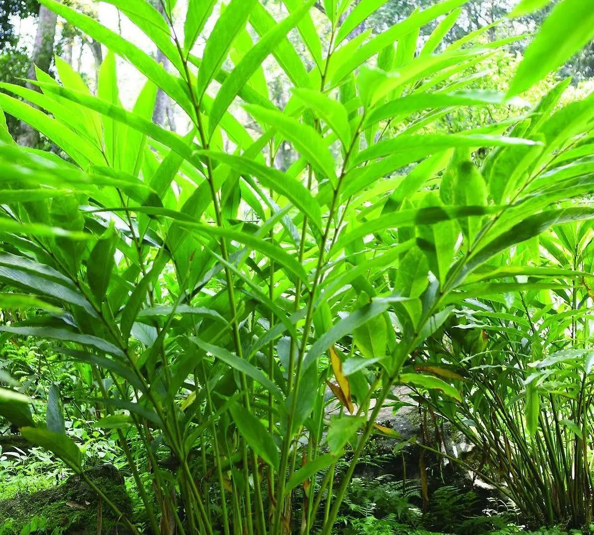 Ambady Estate Otel Munnar